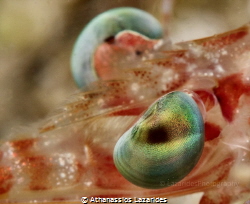 The eye of a shrimp. Fig Tree Bay, Cyprus. Canon G16 & AO... by Athanassios Lazarides 